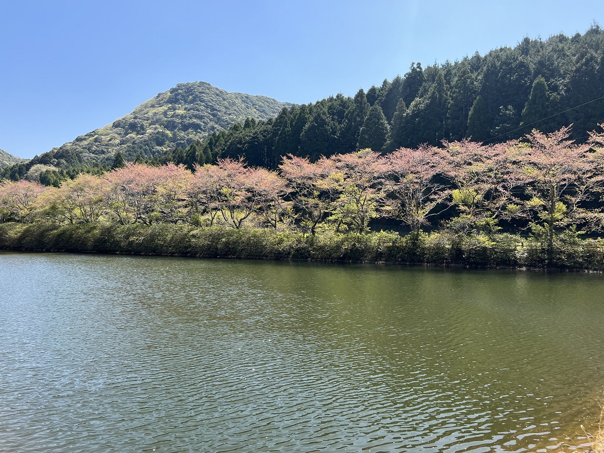 赤穂山の桜を見に行きました。