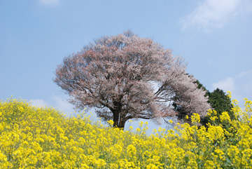 【桜・見ごろ】馬場の山桜