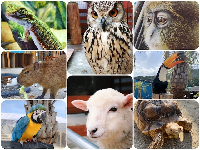 りんちゃん牧場動物ふれあいチケット付きプラン