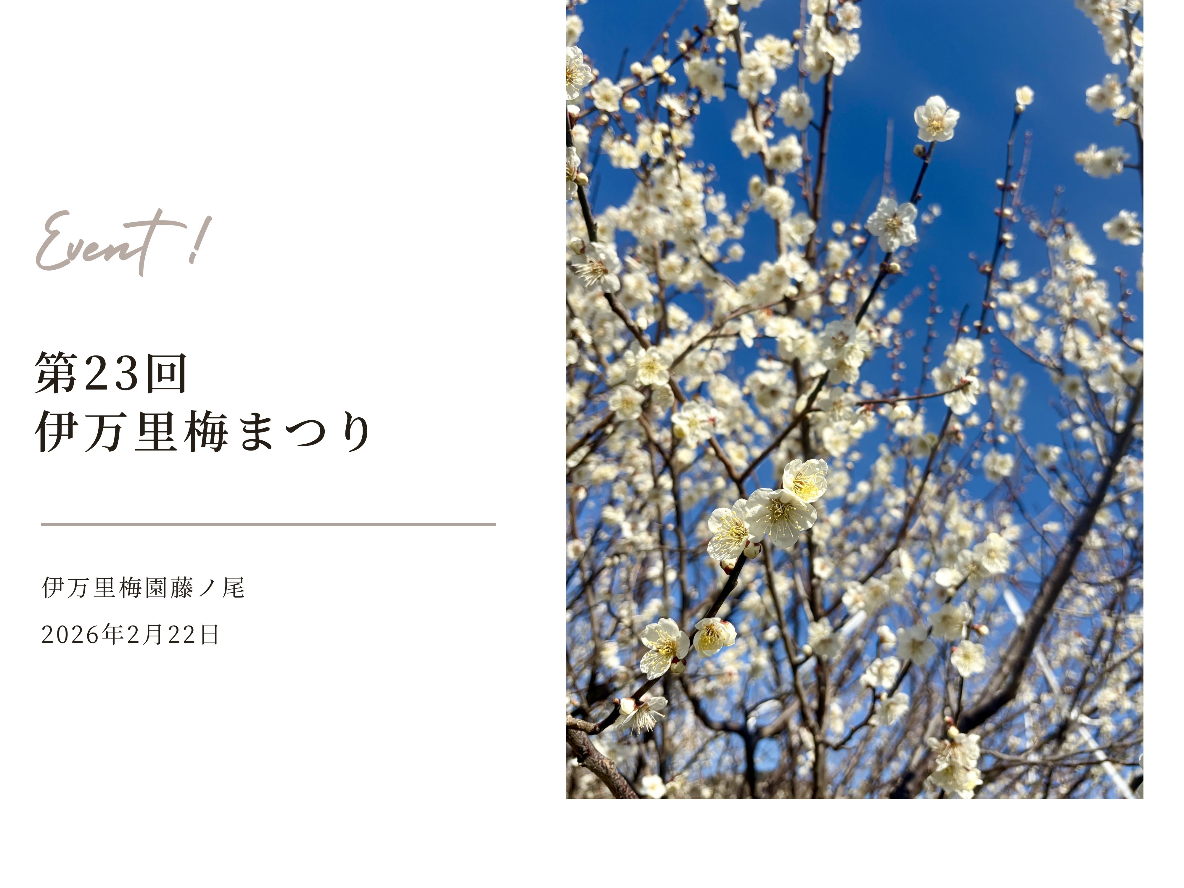 「伊万里梅まつり」のご紹介