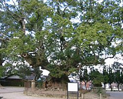 青幡神社（大楠）