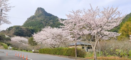 武雄市内も各地で桜が満開です！
