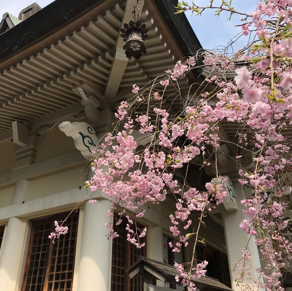 武雄市の桜をご覧ください