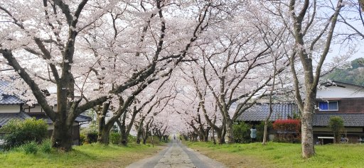 武雄市内も各地で桜が満開です！