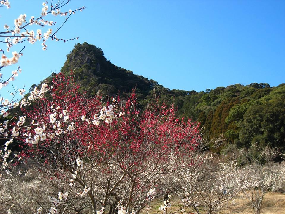 御船が丘 梅林茶屋　オープン情報