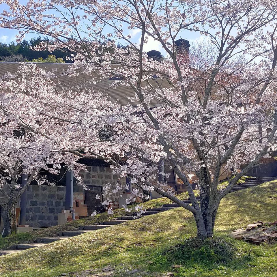 武雄市の桜をご覧ください