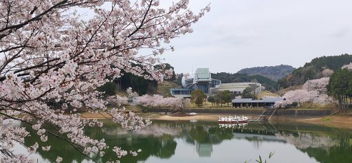 武雄市内も各地で桜が満開です！