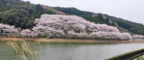 武雄市内も各地で桜が満開です！