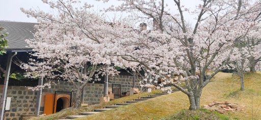 武雄市内も各地で桜が満開です！