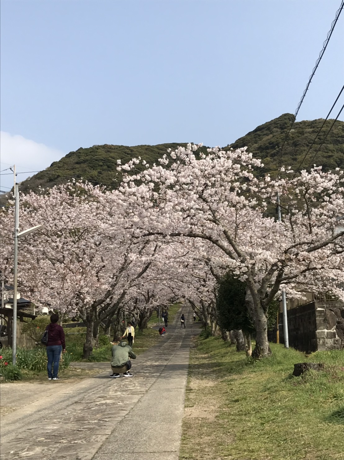 🌸お花見スポット情報🌸