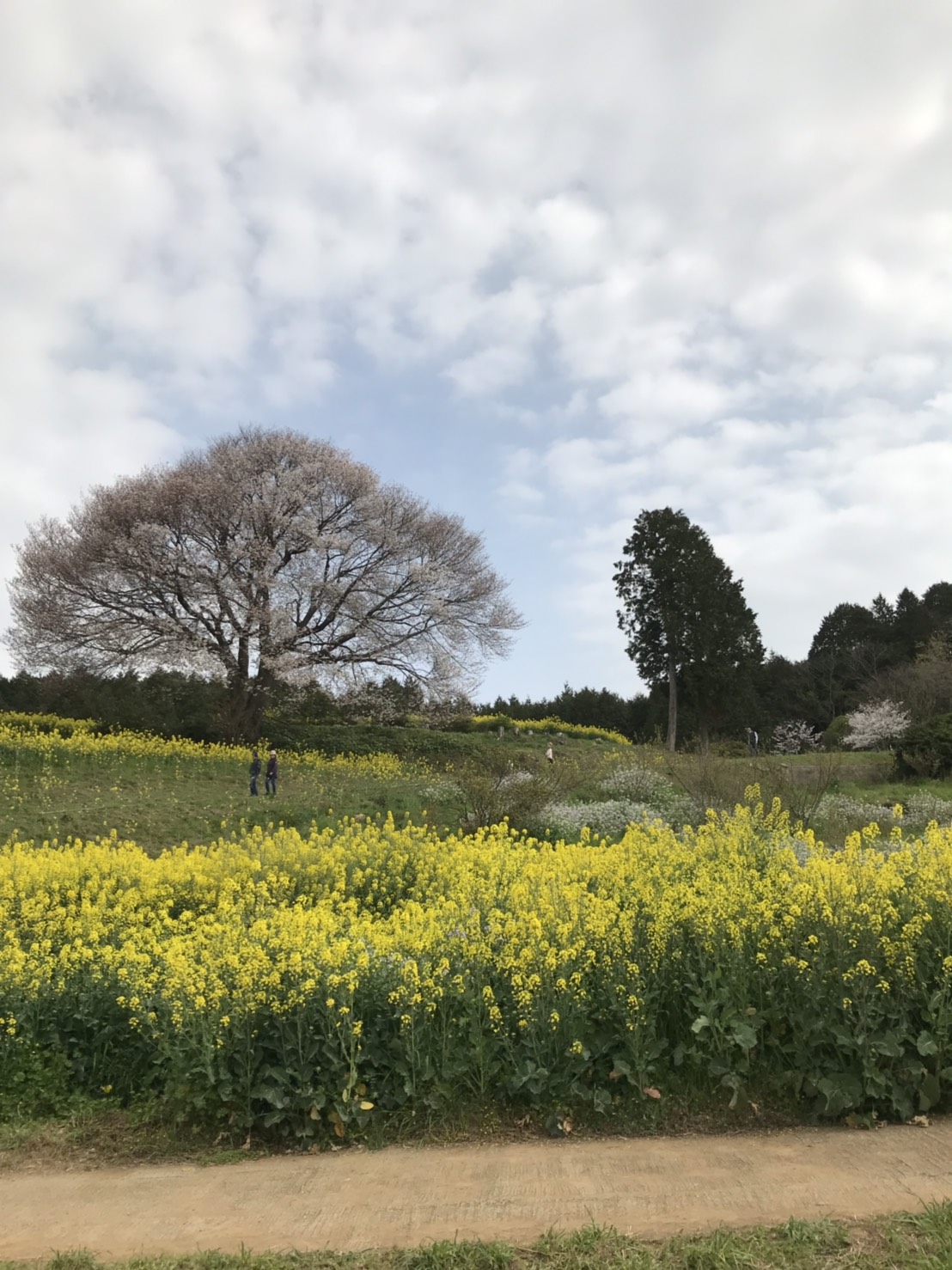 🌸お花見スポット情報🌸