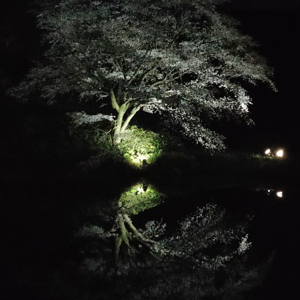 武雄市の桜をご覧ください