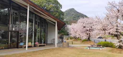 武雄市内も各地で桜が満開です！