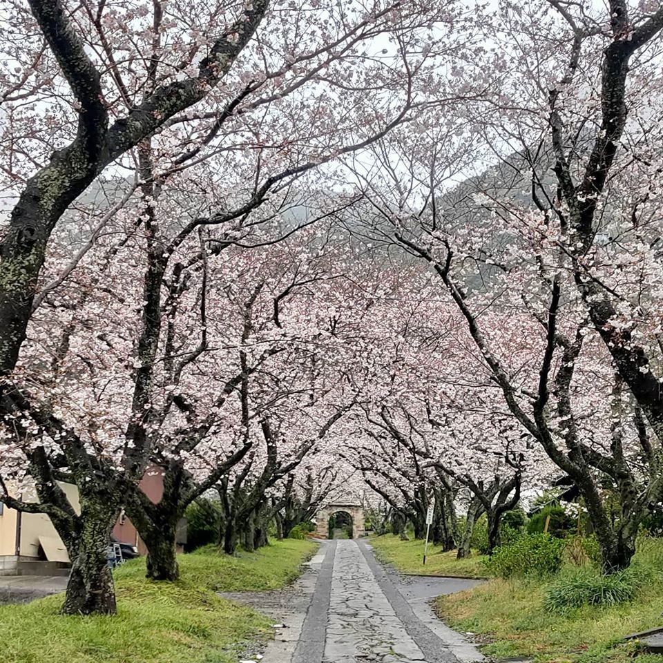 武雄市の桜をご覧ください