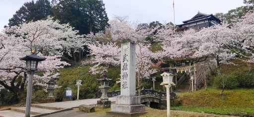 武雄市内も各地で桜が満開です！