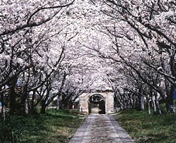 円応寺（桜並木）